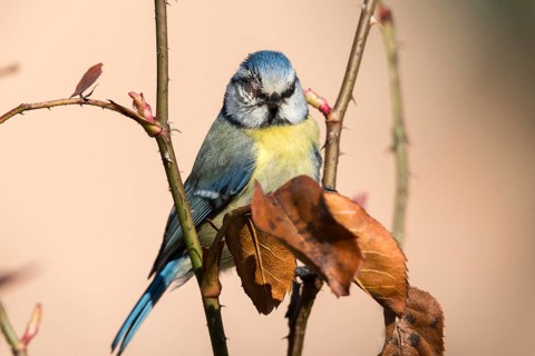 Blue tit, parus caeruleus, birds, sick, tit, passeri, songbirds, songbirds, tits, injured, injury,