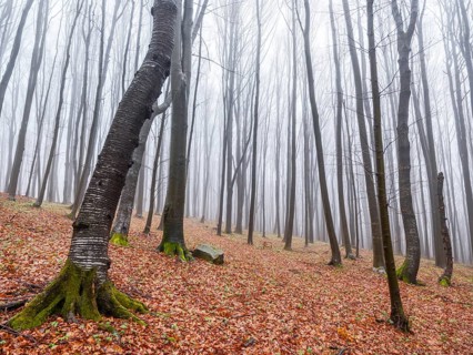 Bare trees in fog, Maramures, Romania