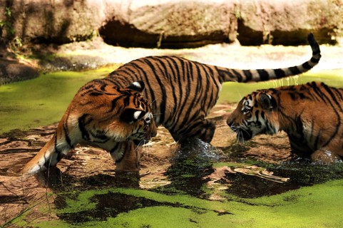 Siberian tiger, Panthera tigris, playing in the moat, Nürnberger Tiergarten, Am Tiergarten 30,