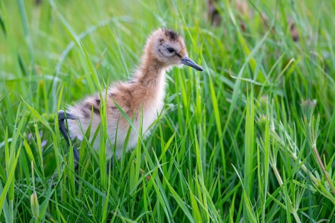 Black-tailed gown Limosa limosa) with chicks at the nest in a wet meadow, De Waal, Texel, the