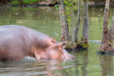 A full-grown hippopotamus (Hippopotamus amphibius) wades through shallow water. Democratic Republic
