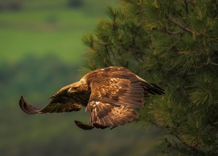 Golden eagle (Aquila Chrysaetos) in flight in the foothills of the Pyrenees in the province of