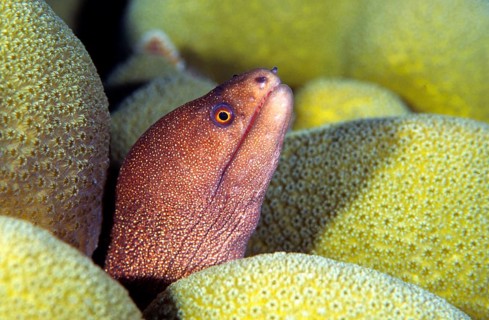 Rainbow moray, predatory fish, fish, animals, Caribbean, Central America
