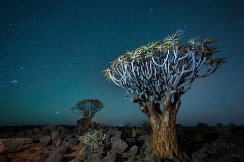 Quiver trees (Aloe dichotoma), night shot with starry sky, quiver tree forest in Garaspark near