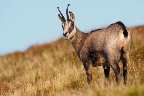 Chamois (Rupicapra rupicapra) in autumn, Vosges, France