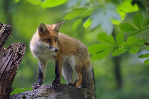 Fox, red fox, vulpes vulpes, foraging, young animal, mammals, wildlife