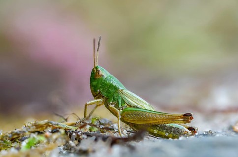 Acrididae, Caelifera, Chorthippus parallelus, field locusts, common grasshoppers, gomphocerinae,