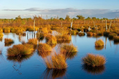 Herbstliches Rehdener Geestmoor, Rehden, Lower Saxony, Germany
