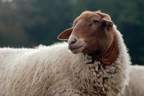 Artiodactyla, Coburg fox sheep, domestic sheep, even-toed ungulate, domestic sheep, Ovis Gmelini
