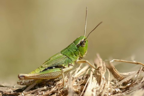 Acrididae, Caelifera, Chorthippus parallelus, field locusts, common grasshoppers, gomphocerinae,