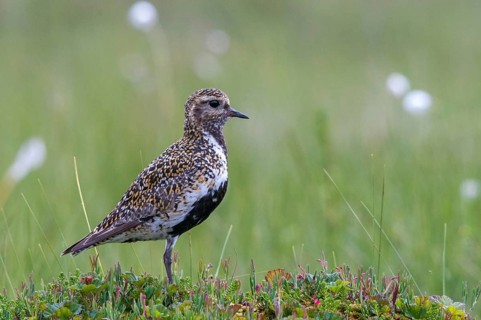 Finland, golden plovers, pluvialis apricaria, birds, charadriiformes, limikolen, plower, plovers,