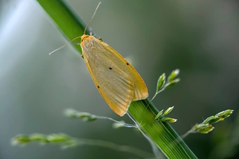 Cybosia mesomella, ivory lichen bears, four-dotted footman, insects, moths, moths, butterflies