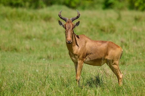 Antelope in the savannah, surrounded by green meadows in the sunshine, blackbuck or hartebeest