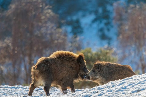 Two young wild boars (Sus scrofa) wrestle with each other in the backlight of the sun in a clearing