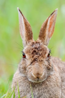 Wild rabbit (Oryctolagus cuniculus), portrait, North Rhine-Westphalia, Germany