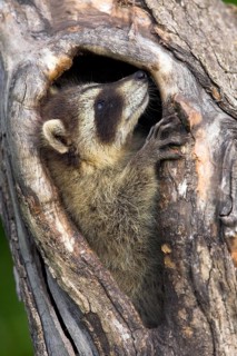 Raccoon (Procyon lotor), Minnesota, USA. A raccoon looks up curiously from a tree hollow