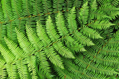 Fern, fern leaves, Fiordland National Park, World Heritage Site South West New Zealand, West Coast,
