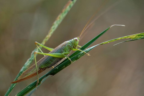 Acrididae, Caelifera, Conocephalus Discolor, Conocephalus Fuscus, Field Locusts, Gomphocerinae,