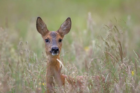 Animals Mammals Roe deer (Capreolus capreolus), Germany