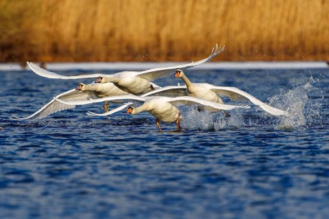 Mute swan (Cygnus olor), wildlife, Germany, swans flying in a flock over the water, their wings