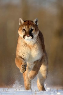 Cougar (Felis concolor), Minnesota, USA: A Cougar runs powerfully through the snow in the sunlight