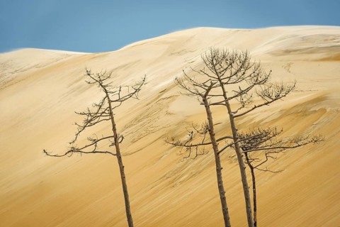 Dead trees in front of the Dune du Pilat near Arcachon on the Atlantic, France