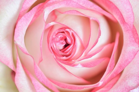 Rose (Rosa hybrid), close-up of a flower, North Rhine-Westphalia, Germany