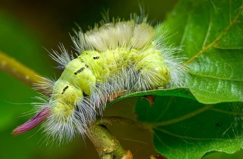 Beech extensor foot, beech redtail, calliteara pudibunda, dasychira pudibunda, elkneria pudibunda,