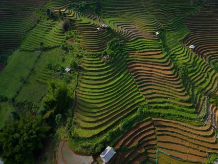Aerial view of rice terraces setting new fresh green rice, new fresh green rice seedlings at Mù