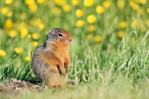 Columbia ground squirrel (Urocitellus columbianus, Spermophilus columbianus), juvenile in a