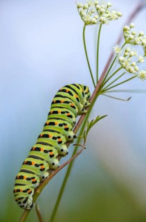 Papilio machaon, swallowtail, swallowtail, butterfly, high size, portrait, inchworm, insects,