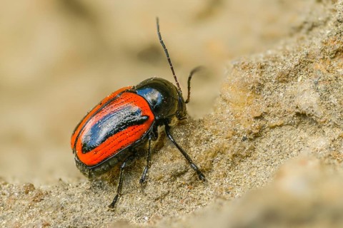 Cryptocephalus bipunctatus, drop beetle, two-spotted pot beetle, two-spotted drop beetle, beetle,