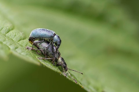 Green weevils, phyllobius spec., weevils, beetles, coleoptera, insects, copula, beetles, mating