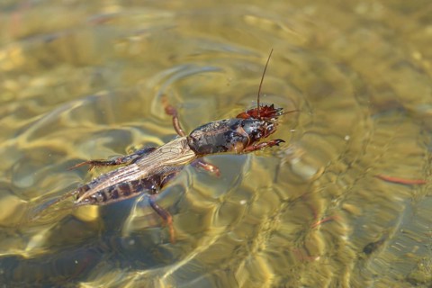 European mole cricket, grasshoppers, gryllotalpa gryllotalpa, half-devil, mole crickets, werre,
