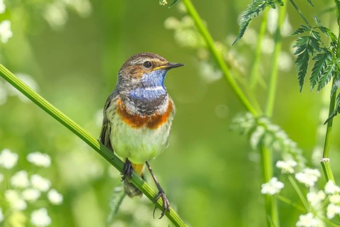 White-starred bluethroat (Luscinia svecica cyanecula), male, sitting in meadow chervil (Anthriscus