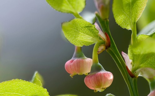 Bickberry, blueberry, ericaceae, European blueberry, heather family, blueberry, mollberry,
