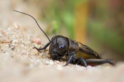 Field cricket, Gryllus campestris, ensifera, field cricket, crickets, insects, insects, long-feeler