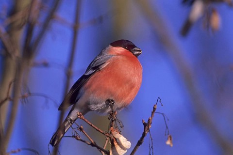 Animal Animals Bird Birds Bullfinch perched on a twig or branch (Pyrrhula pyrrhula) Finch Finches