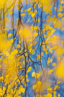 Leaves of a birch tree (Betula) in their natural colours on the shore of a lake, Aviemore,