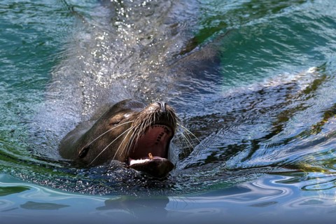 Male harbour seal (Phoca vitulina) in the water, Nuremberg Zoo, Middle Franconia, Bavaria, Germany