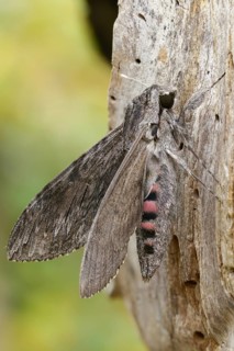 Agrius convolvuli, convolvulus hawk-moth, winch swarmer, high size, portrait format, insects,