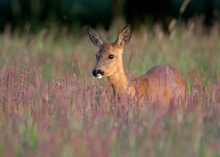 Animals Mammals Roe deer (Capreolus capreolus), Germany