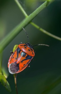 Eurydema ornata, Eurydema ornatum, vegetable bug, heteroptera, pentatomidae, ornamental bug,