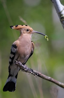 Brandenburg, Germany, hoopoe, Nabu, national natural heritage, natural paradise Grünhaus, upupa