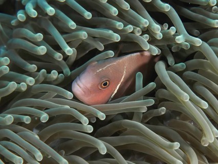A clownfish, the banded anemonefish (Amphiprion perideraion), is hiding amongst the tentacles of a