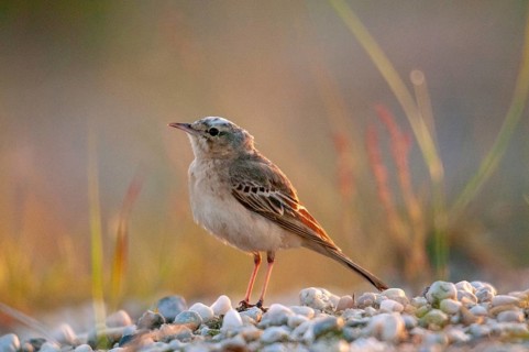 Anthus campestris, Brachpieper, Brandenburg, Germany, Nabu, national natural heritage, natural