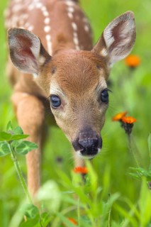 White-tailed deer (Odocoileus virginianus), Minnesota, USA. A fawn looks curiously at the camera,