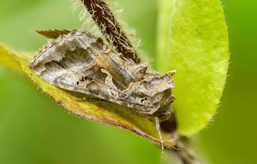 Autographa gamma, owl moth, gamma owl, noctuidae, pistol owl, butterfly, insects, moths, moths,