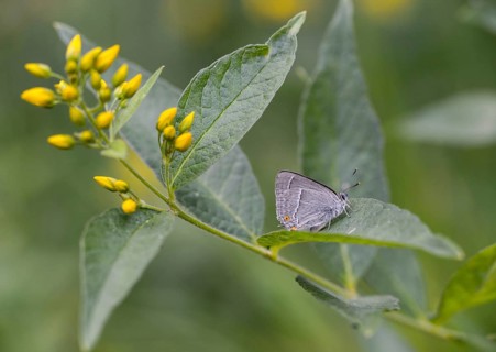 Blue oaktip, oak-pointed wielder, Favonius quercus, Neozephyrus quercus, Quercusia quercus,