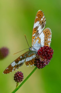 Small kingfisher, Ladoga camilla, limenitis camilla, white admiral, butterfly, high size, portrait